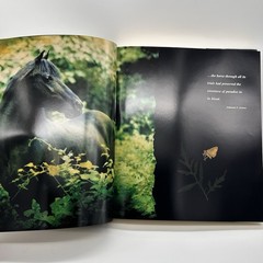 Classic Book of Horses Robert Vavra’s 1st Edition 1992 Hardcover DJ 359 Pages.